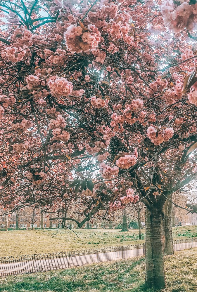 London Cherry Blossom