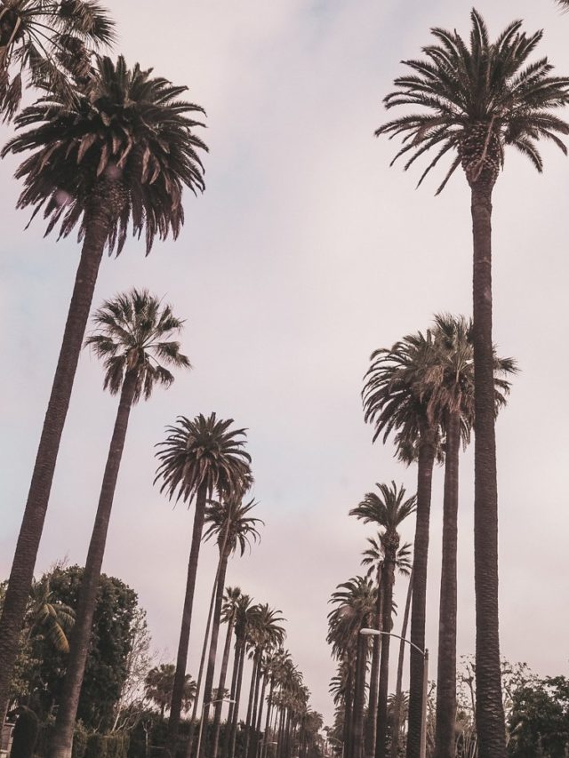 Palm trees during 2 days in Los Angeles