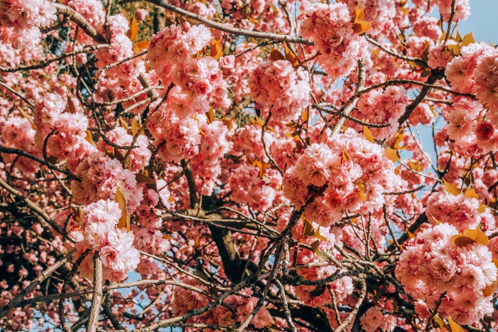 London Cherry Blossom