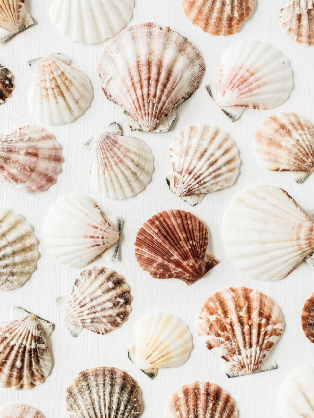 cropped-shells-from-a-beach.png