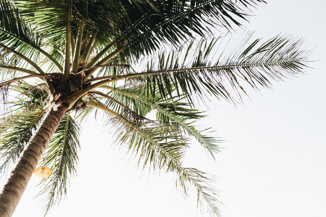 Palm tree shot from below