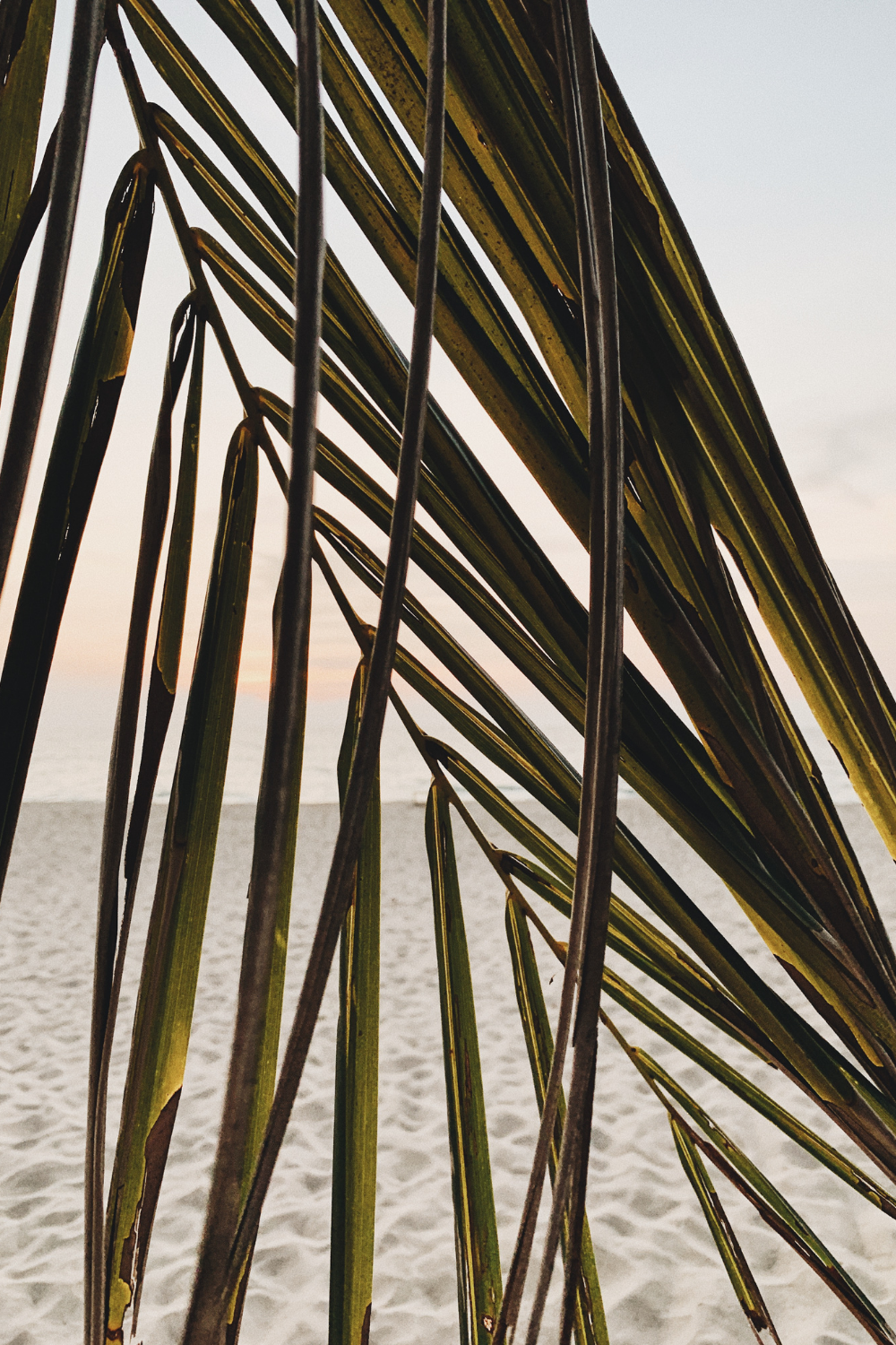 View of a beach through a palm leaf