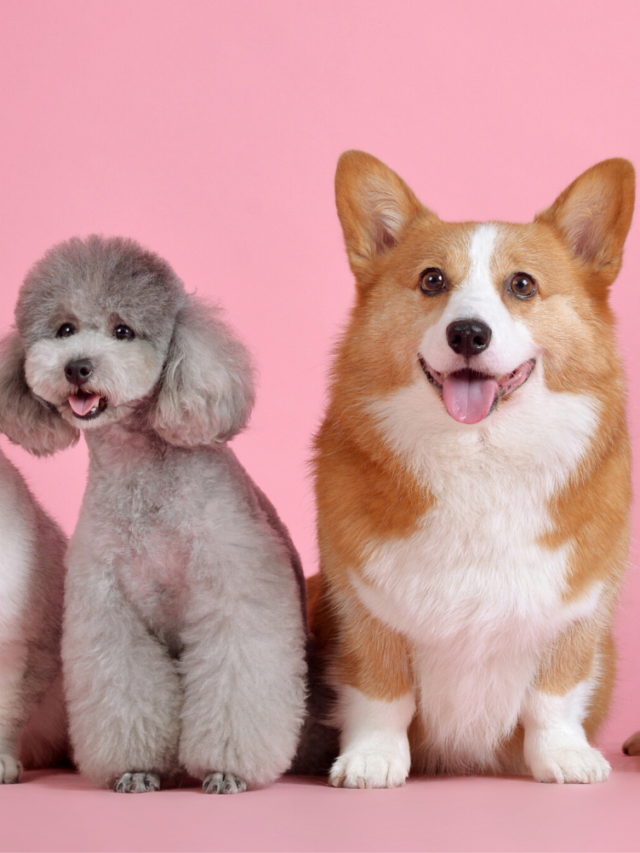 Dogs at the best pet resorts in the world