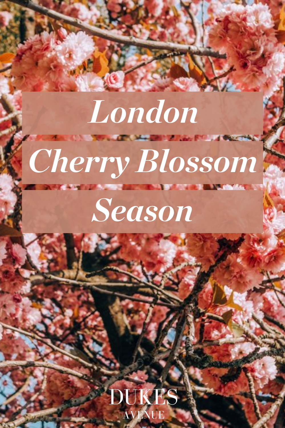 A cherry blossom tree with text overlay "London Cherry Blossom Season"