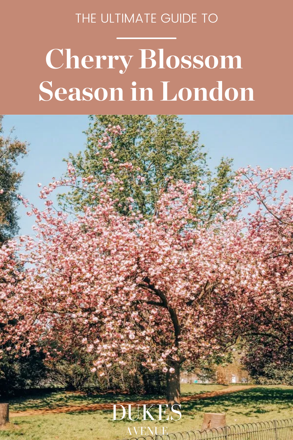 A cherry blossom tree with text overlay "The Ultimate Guide to Cherry Blossom Season in London"