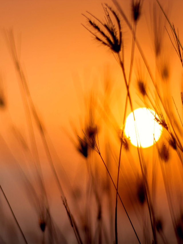 Silhouette image of reeds at sunrise symbolising a new beginning