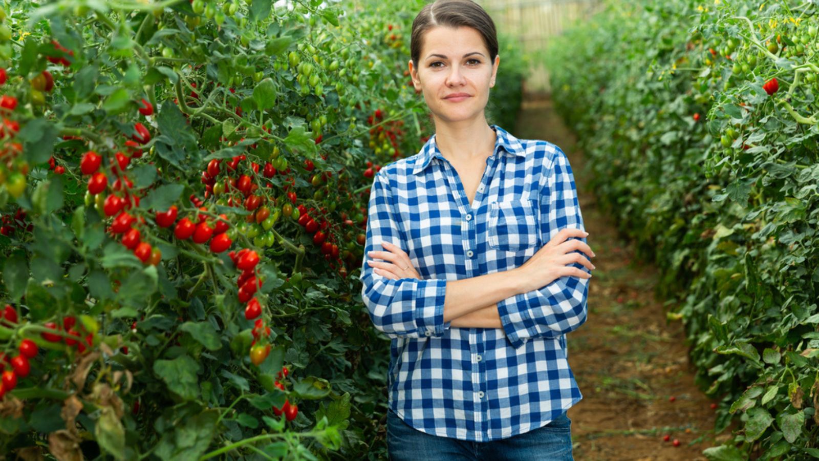 Portrait of successful female horticulturist standing with arms crossed in greenhouse near bushes of ripe red grape tomatoes